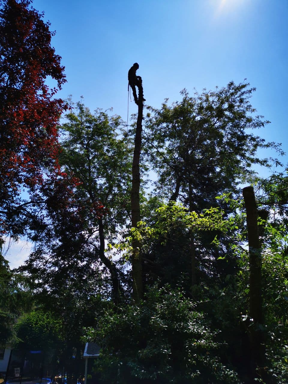 Baum Service Tim Perrin