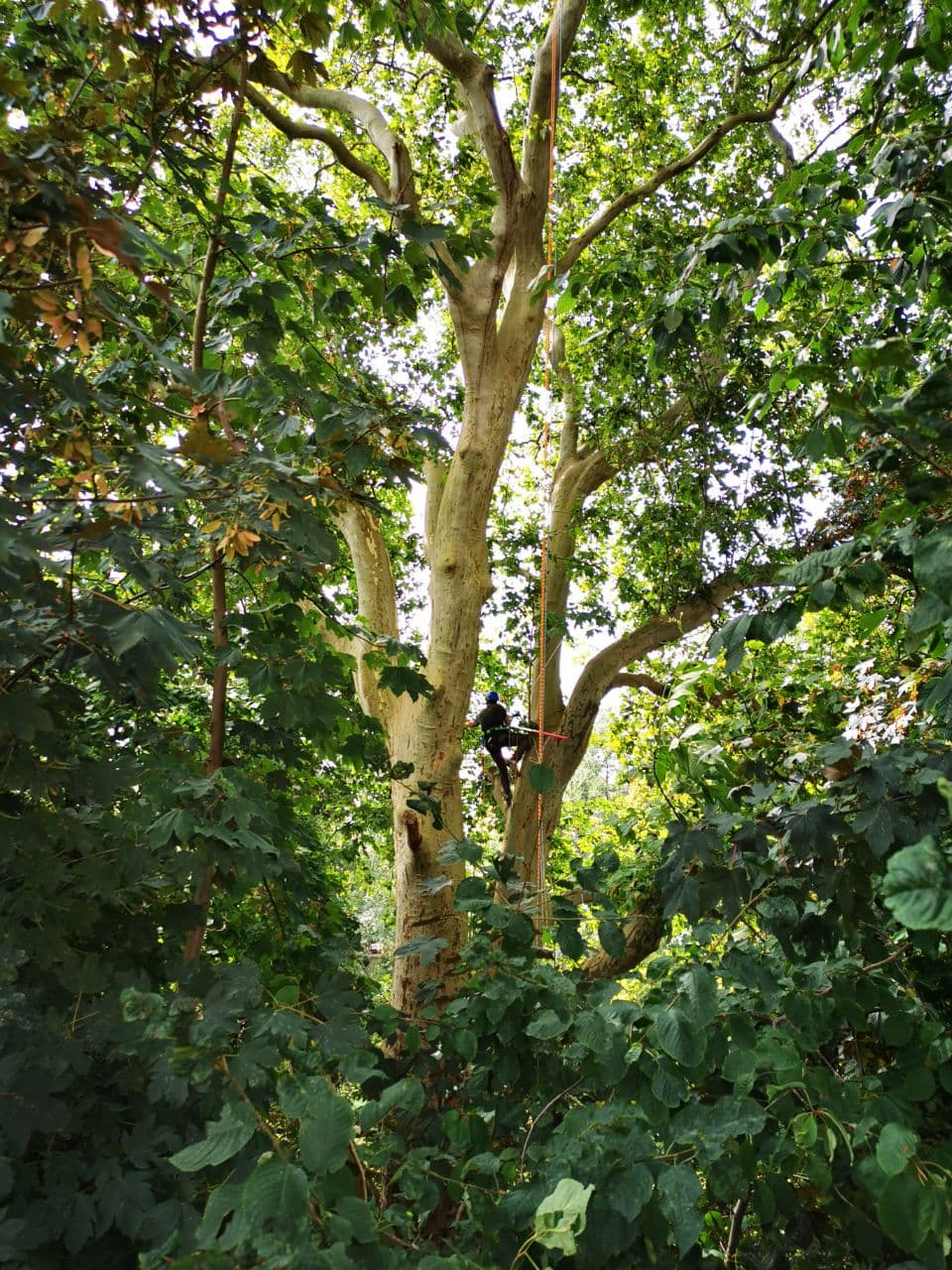 Baum Service Tim Perrin