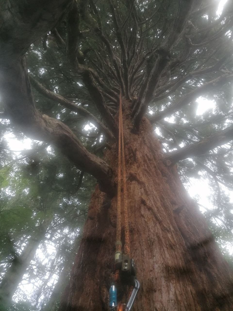 Baum Service Tim Perrin