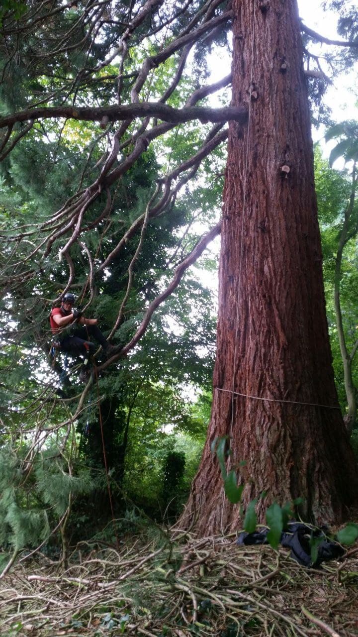 Baum Service Tim Perrin