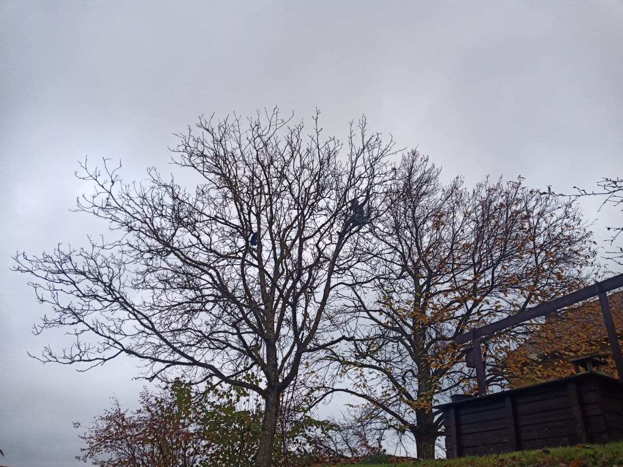 Baum Service Tim Perrin